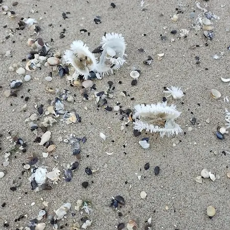 Haus Arvert * Koserow