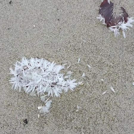 Appartamento Haus Arvert *