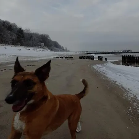 Haus Arvert Appartamento Koserow